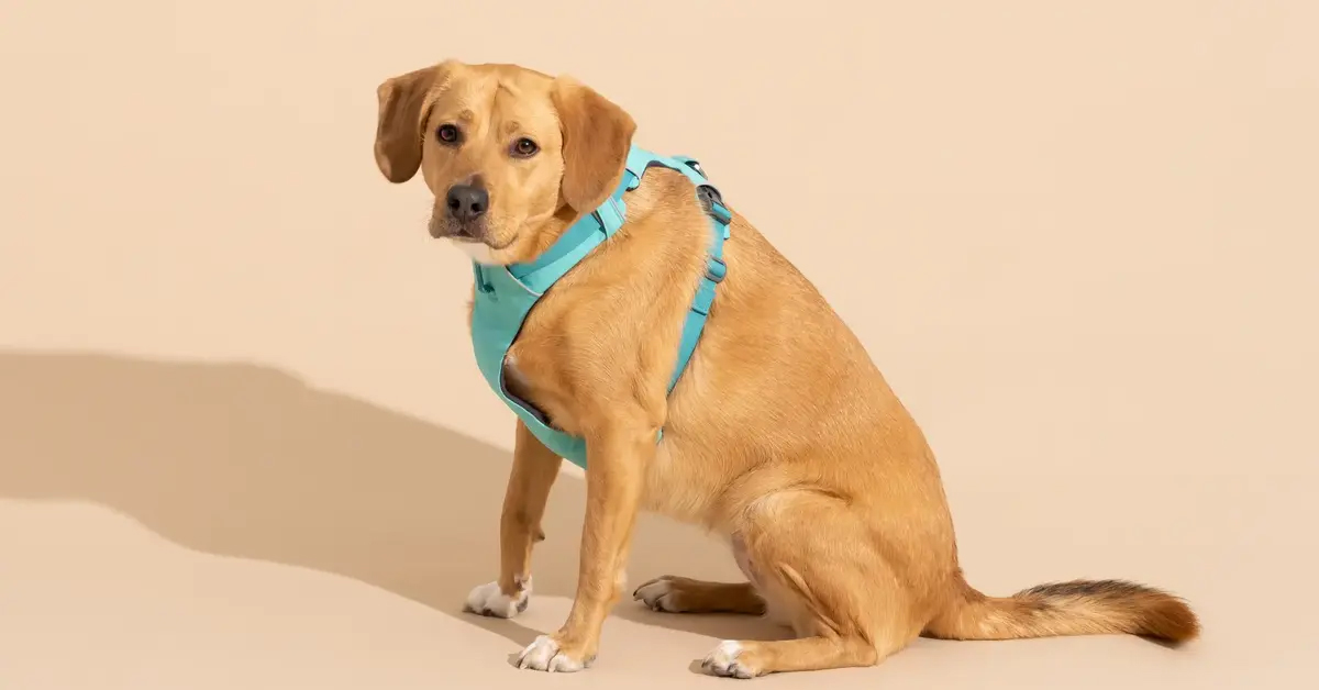 ପୋଷାଜୀବ ଥିଲେ ଅଧିକ ଭଡା