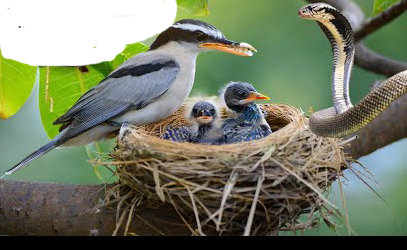 ଯେସାକୁ ତେସା