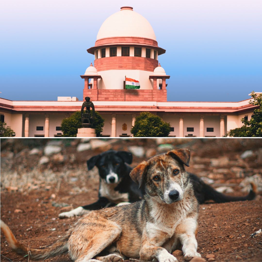 କୁକୁର କାମୁଡ଼ା ବିରୋଧରେ ସୁପ୍ରିମ୍‌କୋର୍ଟରେ ଆବେଦନ