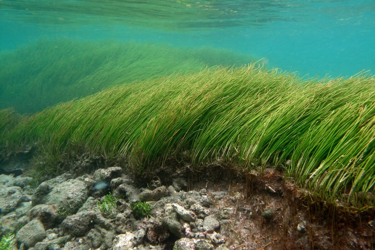 ସବୁଠାରୁ ବଡ ବିସ୍ତିର୍ଣ୍ଣ ଗଛ