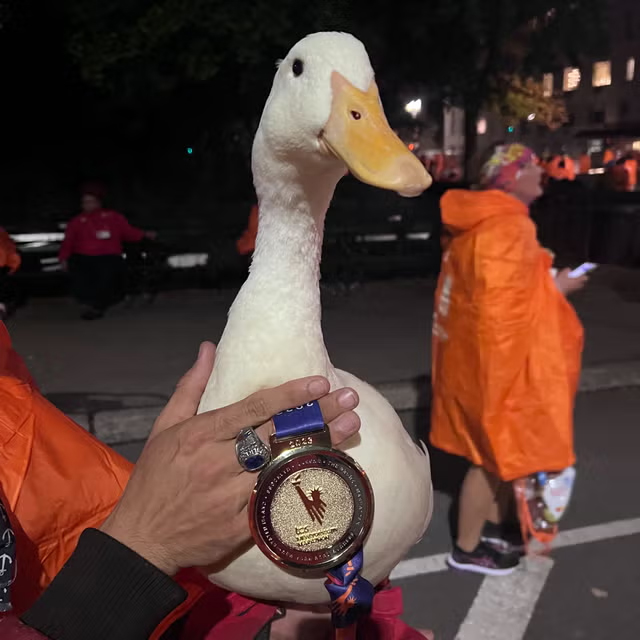 ମାରାଥନରେ ବତକ