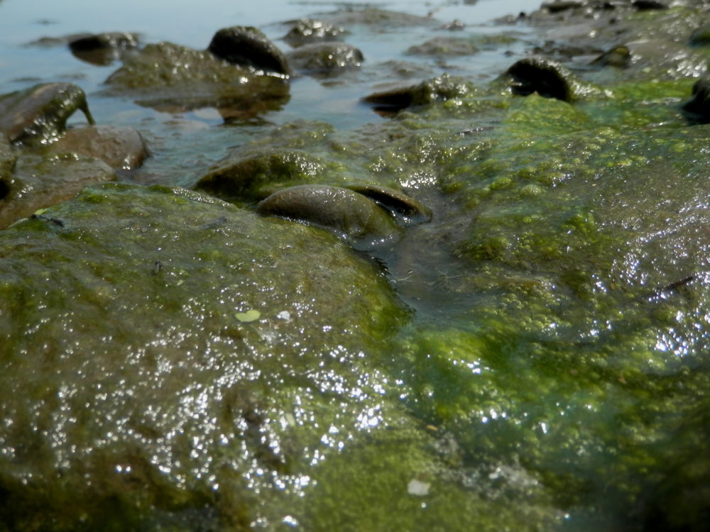 ଶୈବାଳରୁ ବିଜୁଳି