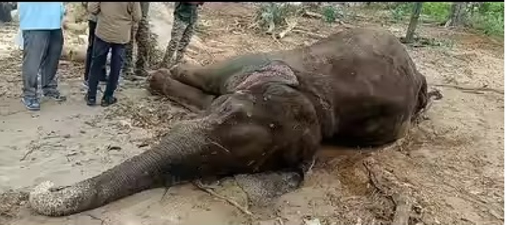 ଚିକିତ୍ସାଧୀନ ଅବସ୍ଥାରେ ଆଖିବୁଜିଲା 'ମାଖନା'