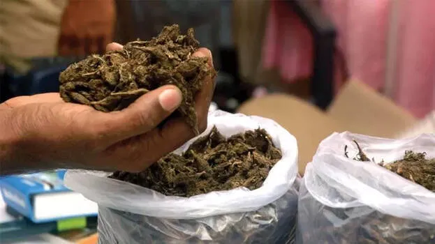 କ୍ରିକେଟ ବ୍ୟାଟରେ ଗଞ୍ଜେଇ ଚାଲାଣ,୨ ଗିରଫ 