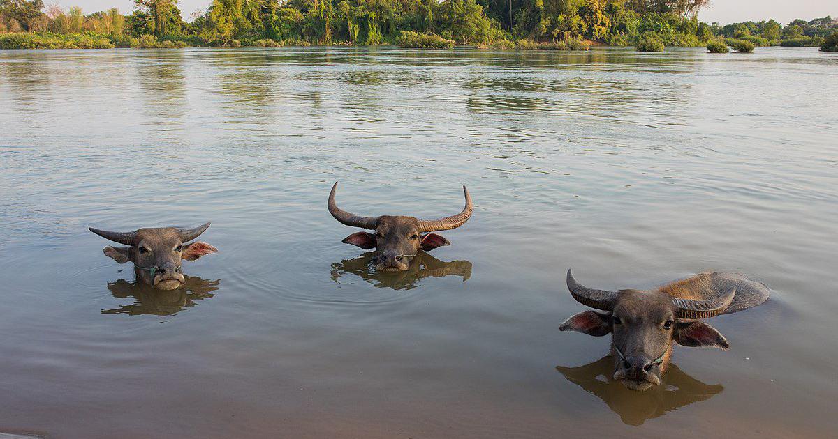 189232-wifqirodwz-1681800722