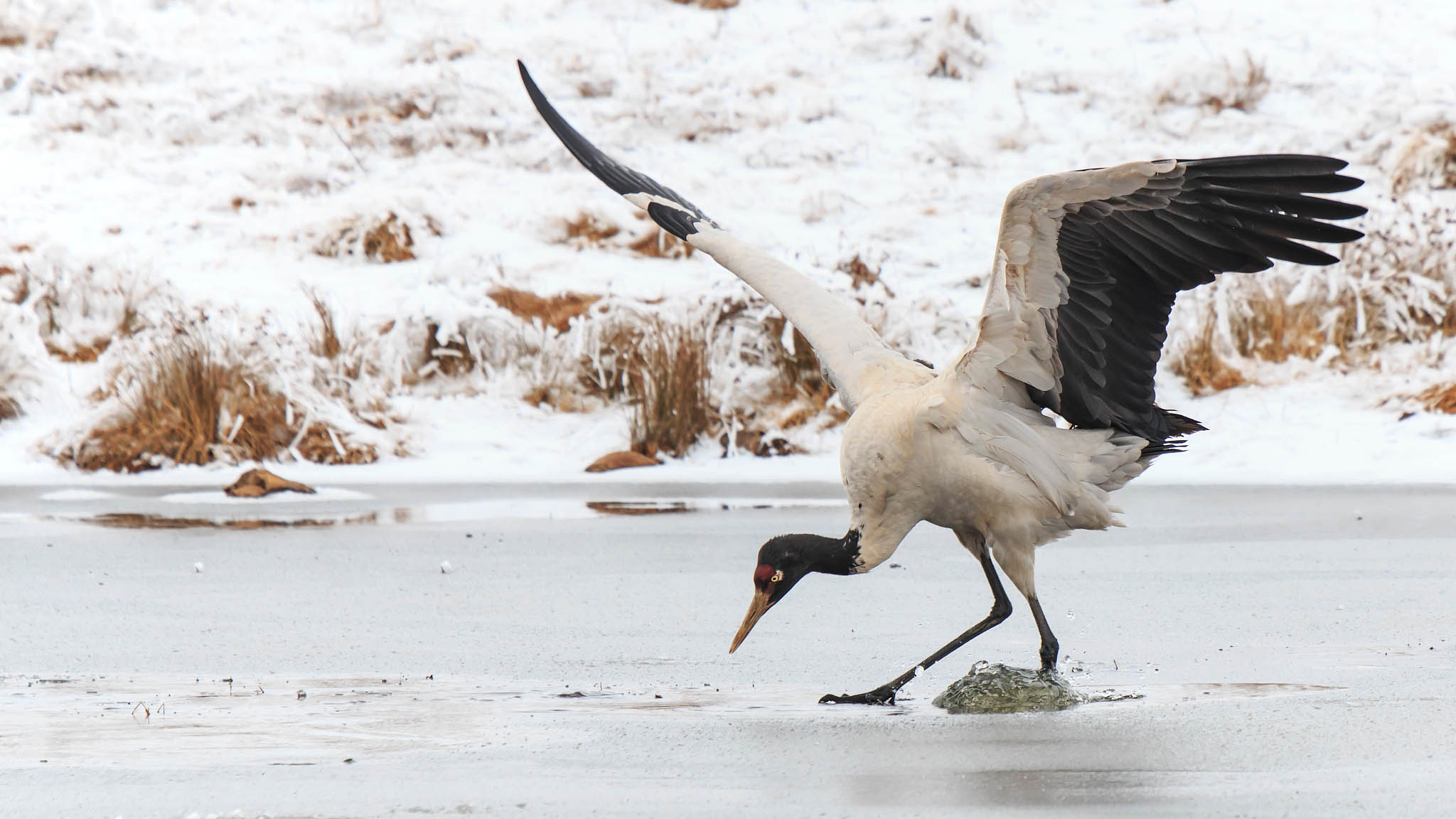 30facbc20a2647009cf0cbd1380b650d