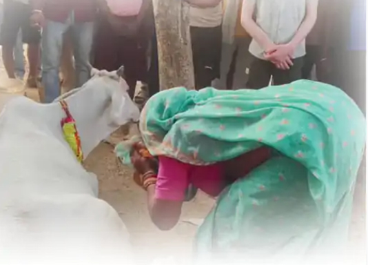 କ୍ରମାଗତ ଗୋଲଗୋଲ ବୁଲୁଛି ଗାଈ