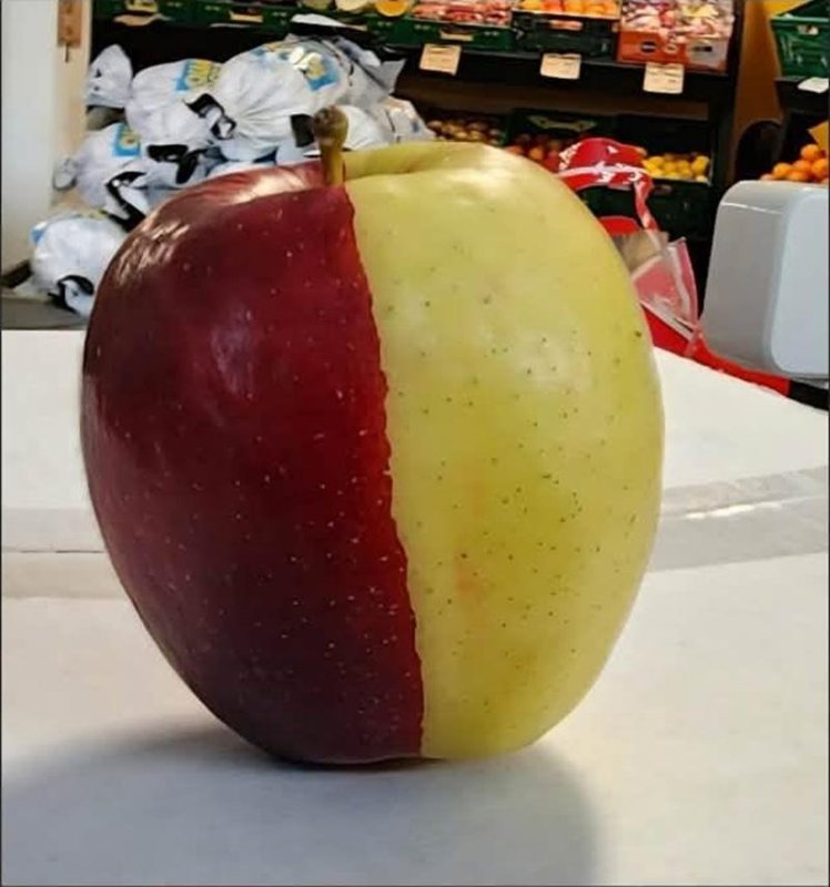 ଦୁଇଟି ରଙ୍ଗର ସେଓ
