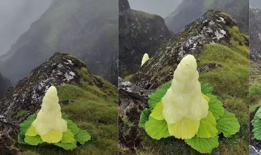 ହିମାଳୟର ହୀରା