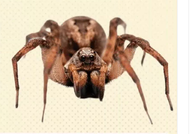 ସବୁଠାରୁ କ୍ଷୀପ୍ର ବୁଢ଼ିଆଣୀ