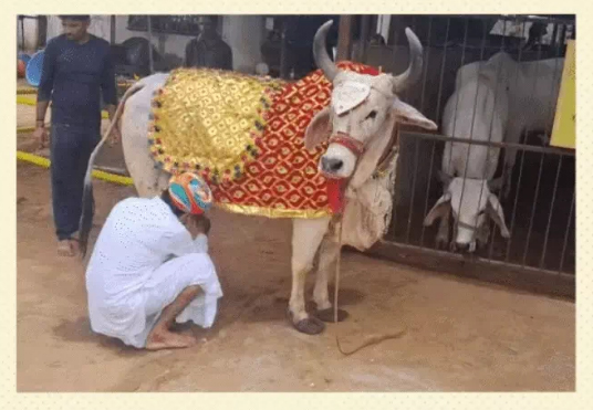 ଗାଈପାଇଁ ୨୪ ଲକ୍ଷର ଗହଣା