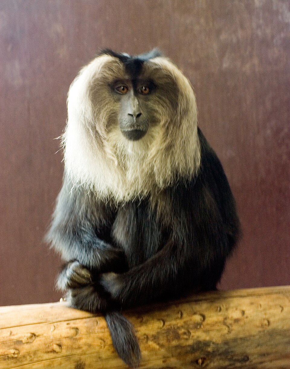 Lion-tailed_Macaque_in_Bristol_Zoo