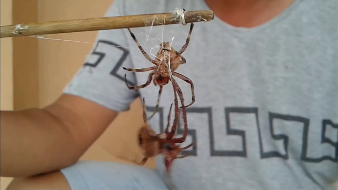 ବୁଢୀଆଣୀ ଲଢେଇ