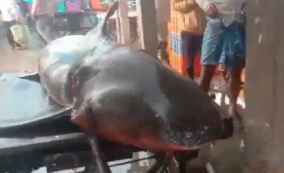 ଜାଲରେ ପଡିଲା ୨ କ୍ୱିଣ୍ଟାଲ ସାର୍କ