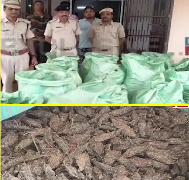 ଜଙ୍ଗଲରୁ ବିପୁଳ ଗଞ୍ଜେଇ ଜବତ