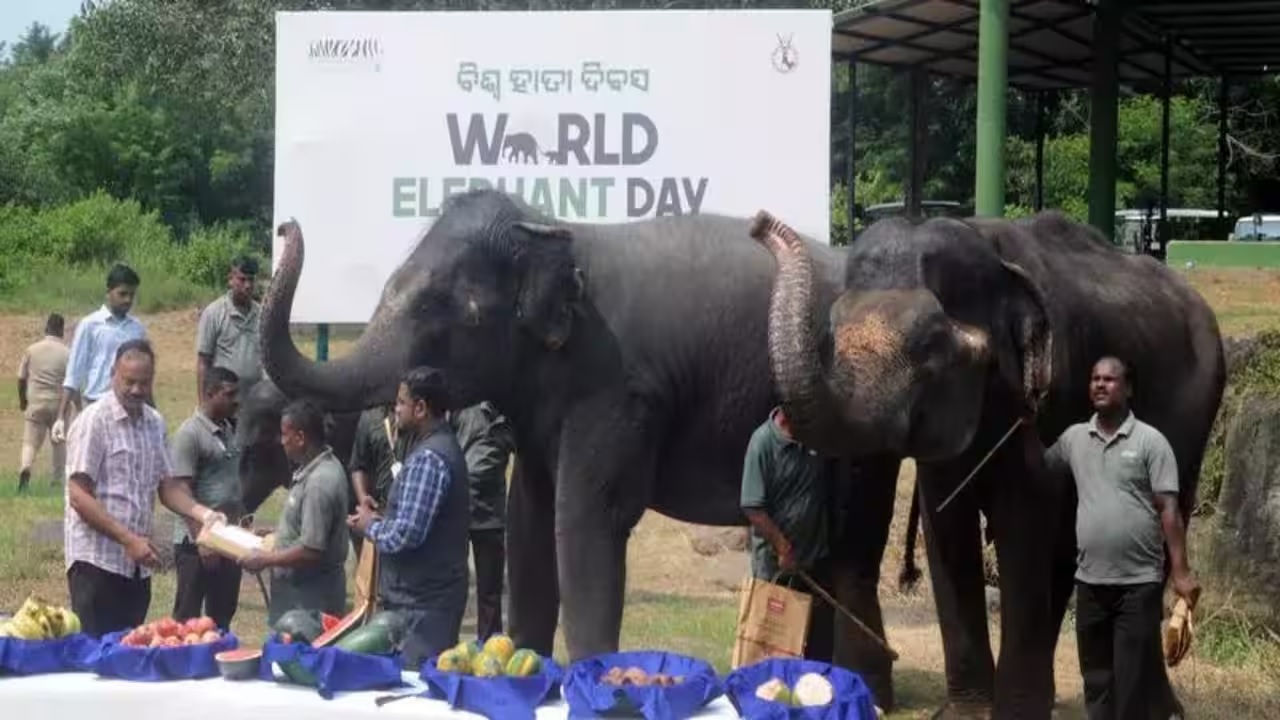 ଆଜି ବିଶ୍ୱ ହସ୍ତୀ ଦିବସ