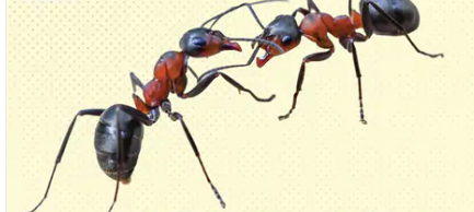 ପିମ୍ପୁଡିକୁ ନେଇ କିଛି ରୋଚକ ତଥ୍ୟ