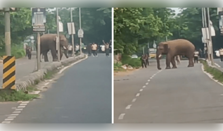 ଚନ୍ଦକା ରାସ୍ତାରେ ବୁଲୁଛି ଆହତ ଦନ୍ତା