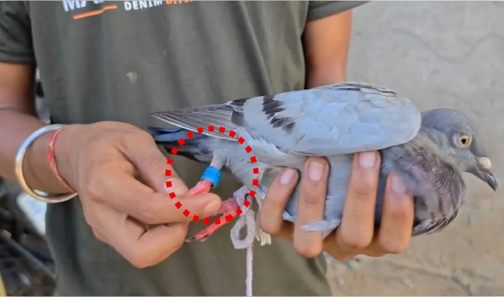 ମୟୂରଭଞ୍ଜରେ ସନ୍ଦିଗ୍ଧ ପାରା