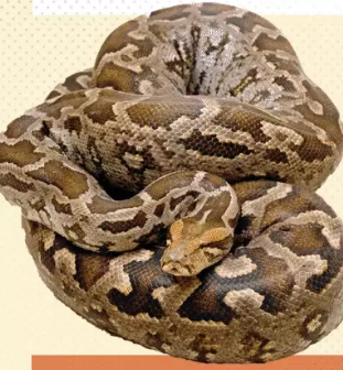 ସାପର ଟ୍ୟୁମର ଚିକିତ୍ସା