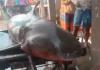 ଜାଲରେ ପଡିଲା ୨ କ୍ୱିଣ୍ଟାଲ ସାର୍କ 