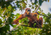 ଭୋଗରାଇ ଜଙ୍ଗଲରୁ ୫ ବିରଳ ଓରାଙ୍ଗଉଟାଙ୍ଗ ଉଦ୍ଧାର 