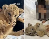 ସକାଳୁ ଉଠାନ୍ତି ବାଘ ଶିଶୁ