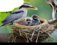 ଯେସାକୁ ତେସା