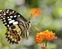 ସାଇଲେଣ୍ଟ ସୁପରହିରୋ