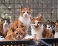 ବିଲେଇଙ୍କ ଭିତରେ ଦଳାଚକଟା