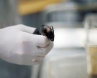 ମହାକାଶରୁ ଫେରିଲେ ୪ମୂଷା