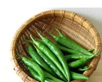 କଞ୍ଚାଲଙ୍କା ଖାଉଛନ୍ତି ମାଛ