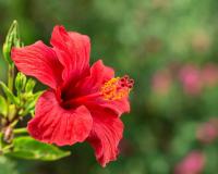 ଫୁଲରୁ ମିଳେ ଖୁସି