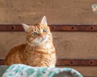 ବିଲେଇକୁ ଆଜୀବନ ଦଣ୍ଡ