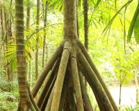 ଚାଲୁଥିବା ଗଛ !