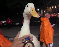 ମାରାଥନରେ ବତକ