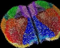 ମୂଷା ମସ୍ତିଷ୍କର ଡିଜିଟାଲ ଭର୍ସନ