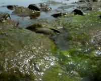 ଶୈବାଳରୁ ବିଜୁଳି