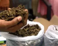 କ୍ରିକେଟ ବ୍ୟାଟରେ ଗଞ୍ଜେଇ ଚାଲାଣ,୨ ଗିରଫ 