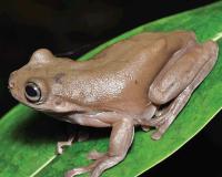 ଚକୋଲେଟ୍‌ ବେଙ୍ଗ !