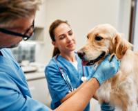 ଚିକିତ୍ସା କରିବାରୁ ଜେଲ ଦଣ୍ଡ