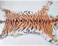 କଲରାପତରିଆ ବାଘ ଛାଲ ସହ ୫ ଗିରଫ