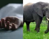 ହାତୀ ଆକ୍ରମଣରେ ଜଣେ ମୃତ 