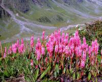 ଉଦ୍ଭିଦ ଜଗତ