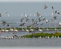 ପକ୍ଷୀଙ୍କ ଗୋଡ଼ରେ ଲାଗିବ ଟ୍ରାନ୍ସମିଟର