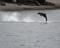 ଆଜିଠାରୁ ୩ ଦିନ ଯାଏଁ ଚିଲିକାରେ ଡ଼ଲଫିନ ଗଣନା 