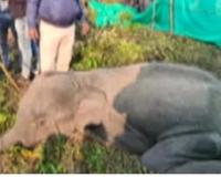 ବୋମା ଖାଇଥିବା ଅସୁସ୍ଥ ହାତୀ ମୃତ 