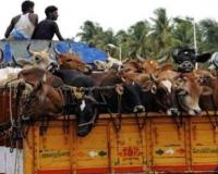 ଅପରେସନ ଗୋ ରକ୍ଷକ : ମିଳିଲାଣି ସାଢେ ୪ କୋଟି