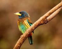 ପକ୍ଷୀ ଜଗତ