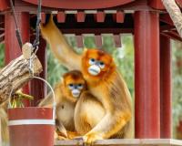 ମାଙ୍କଡର ଦାମ ୨୫ ଲକ୍ଷ